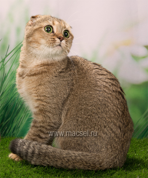 Кот шиншилла (186 фото)